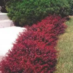 Berberis Thunbergii detaliu 1